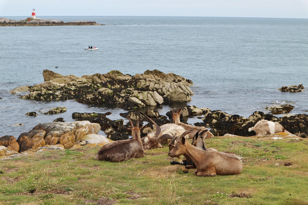 chèvres sauvages de dalkey island en irlande