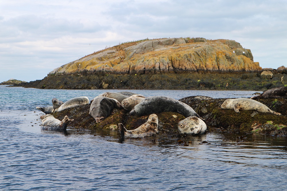 phoques à dalkey island